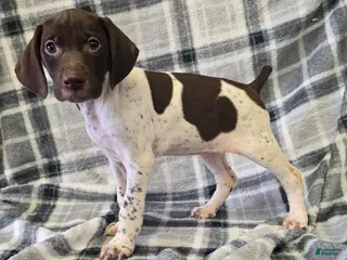 German Shorthaired Pointer dogs BAILEY - Ad 14