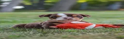 Beabull dogs for sale: Rosie - Ad 10