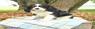 Kami
