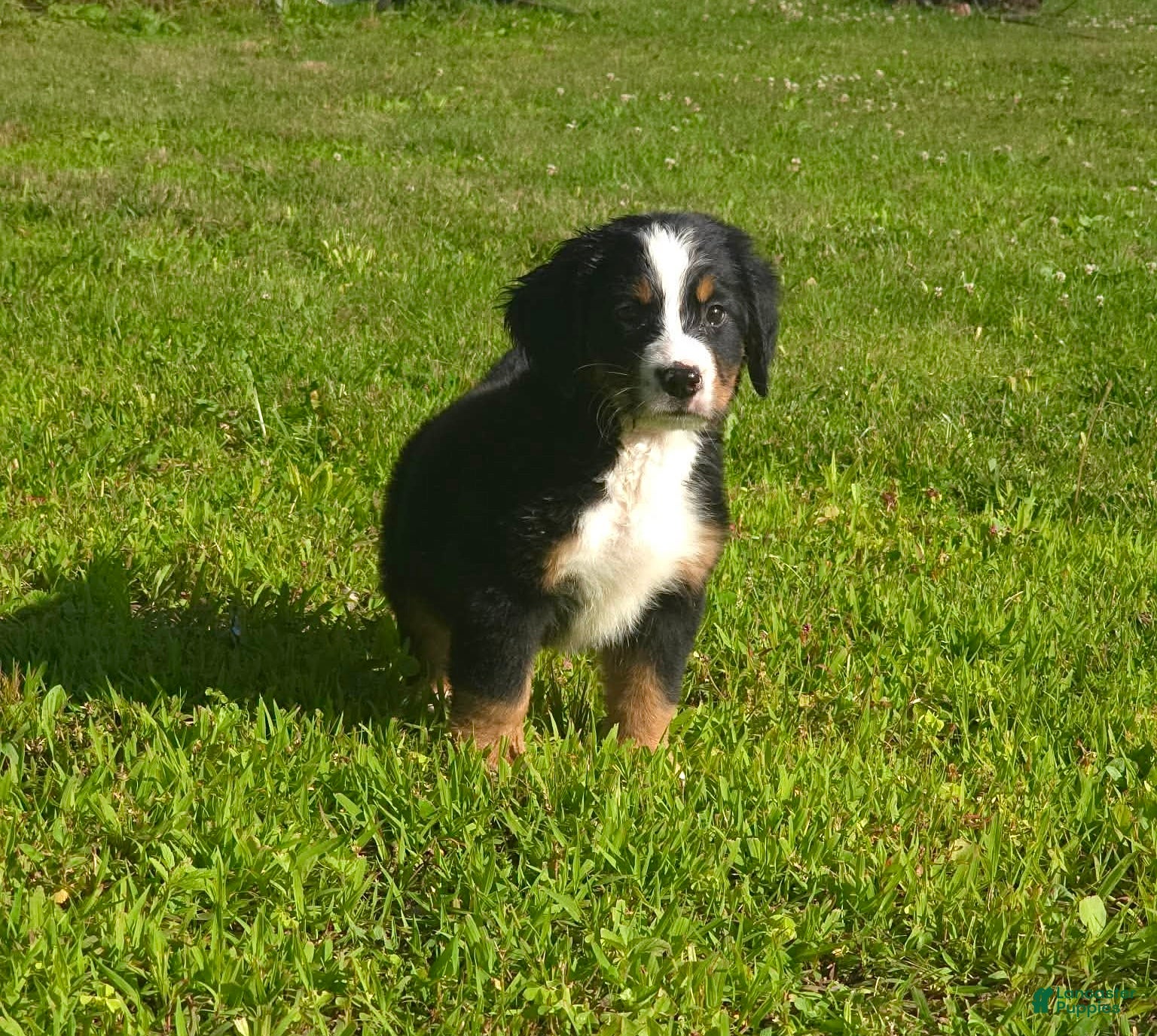 Bernese Mountain Dog dogs Jack - Ad 1