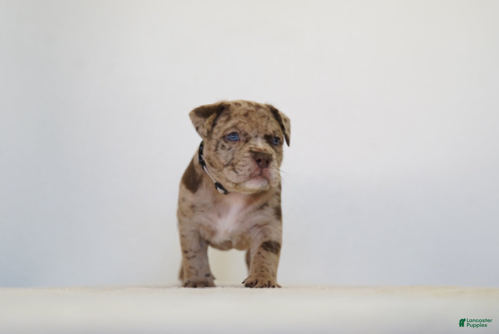 American Bully dogs American Bully 7 - Ad 1