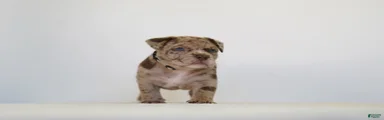 American Bully 7