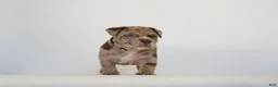 American Bully dogs for sale: American Bully 7 - Ad 1