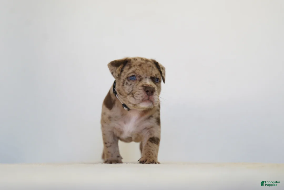 American Bully dogs for sale: American Bully 7 - Ad 1