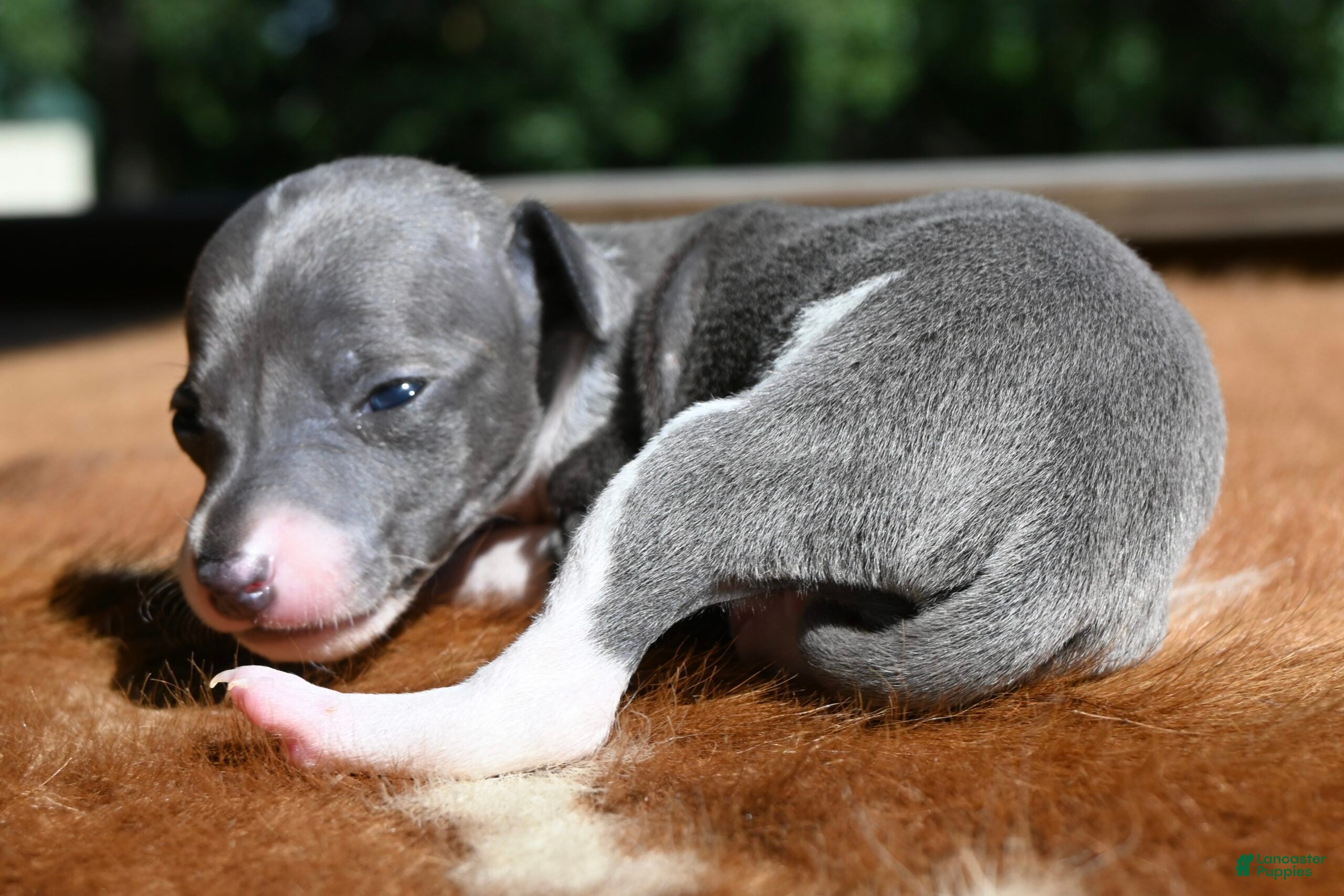 Italian Greyhound dogs Tracer - Ad 2