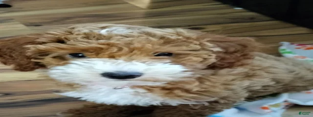 Penny