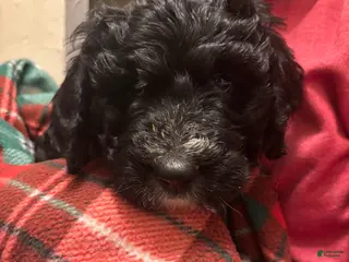 Mixed Breed dogs String - Ad 23