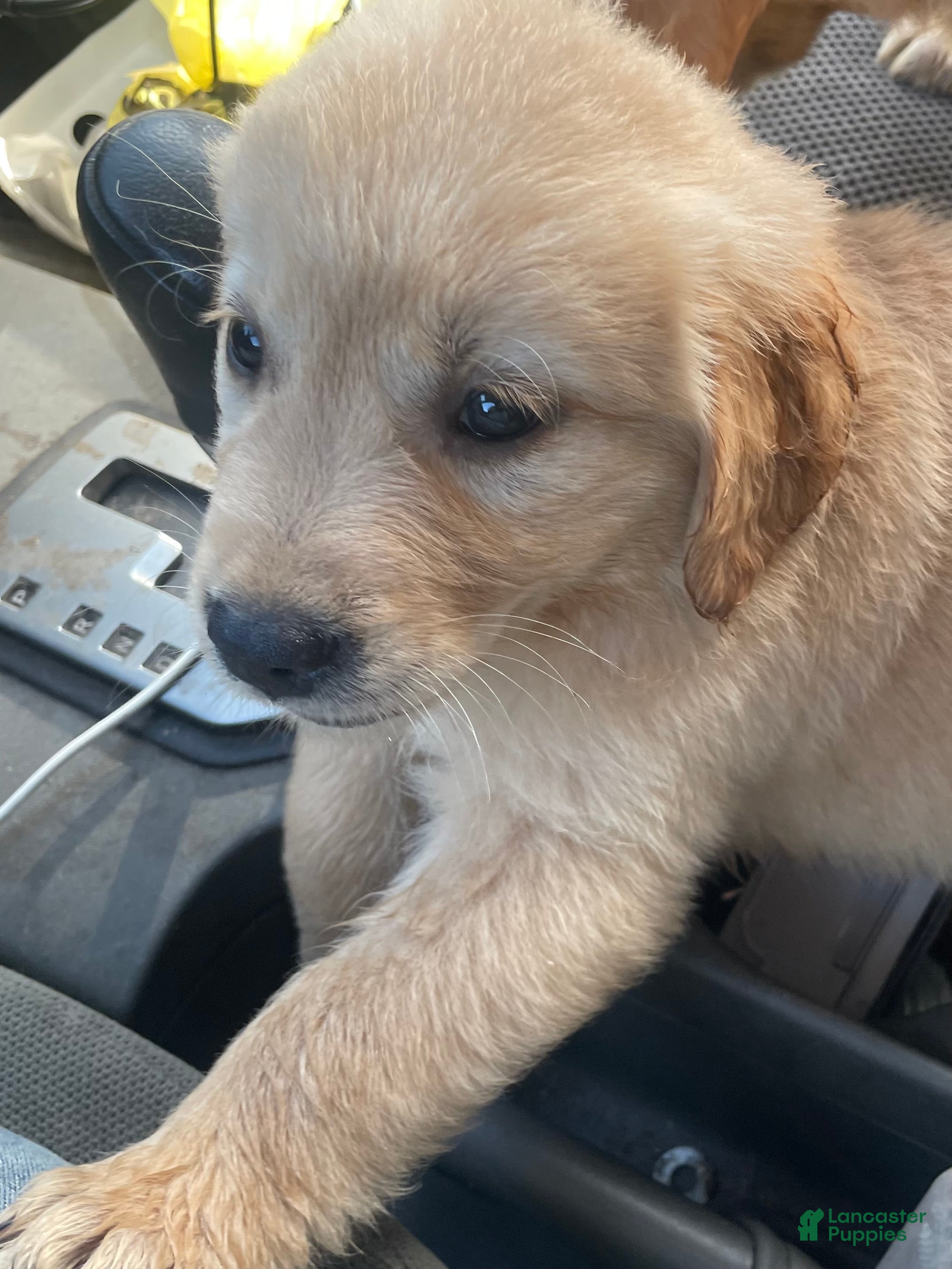 Golden Retriever dogs Red collar boy. - Ad 1