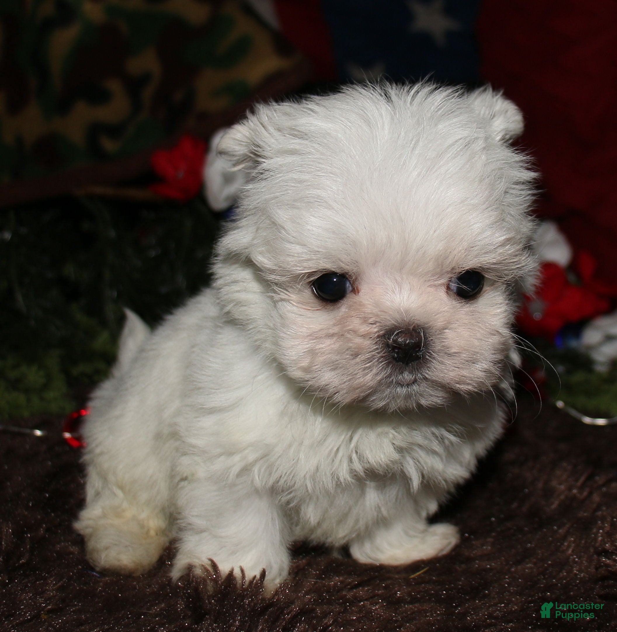 Maltese dogs Noah - Ad 2