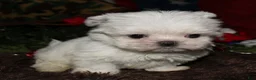 Maltese dogs for sale: Noah - Ad 2