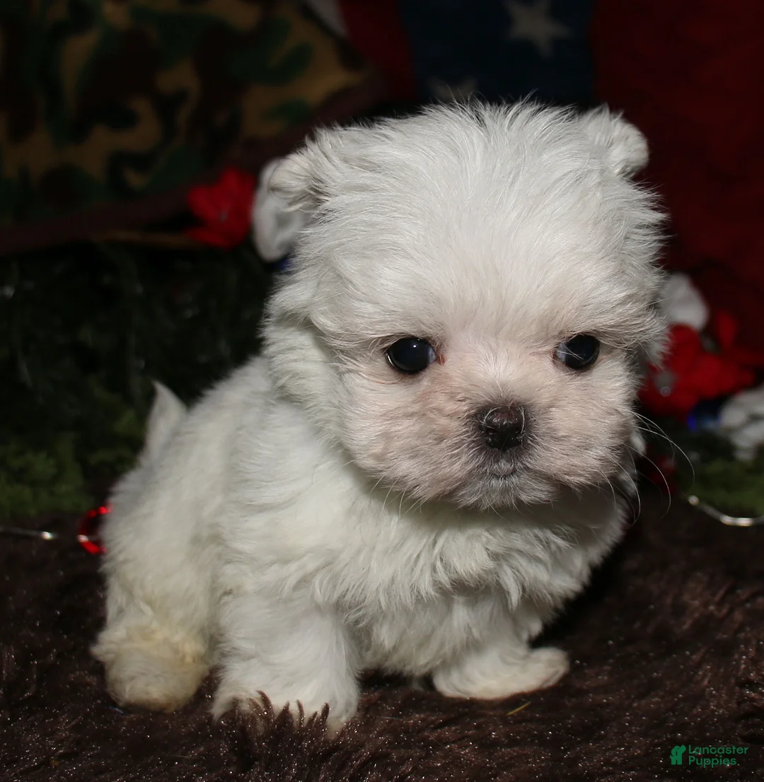 Maltese dogs for sale: Noah - Ad 2