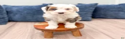 Mini Bernedoodle dogs for sale: Lucy - Ad 5