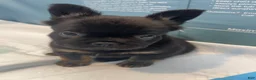 French Bulldog dogs for sale: Gigi - Ad 4