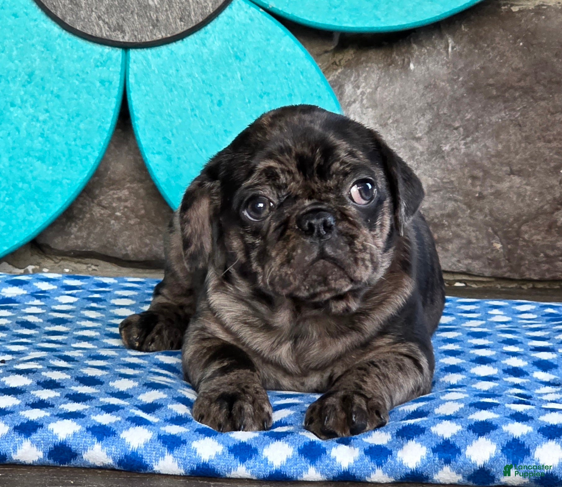 Pug dogs Bonnie - Ad 2
