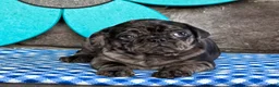 Pug dogs for sale: Bonnie - Ad 2