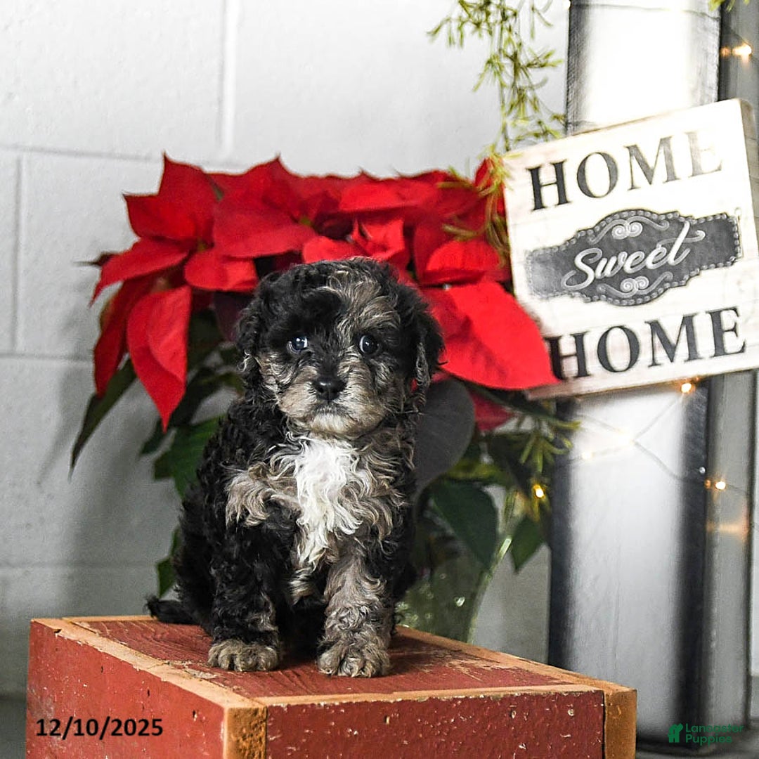 Cavapoo dogs for sale: Flora   - Ad 1