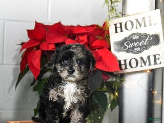 Cavapoo dogs Flora - Ad 39