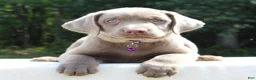 Labrador Retriever dogs for sale: Tasha - Ad 3