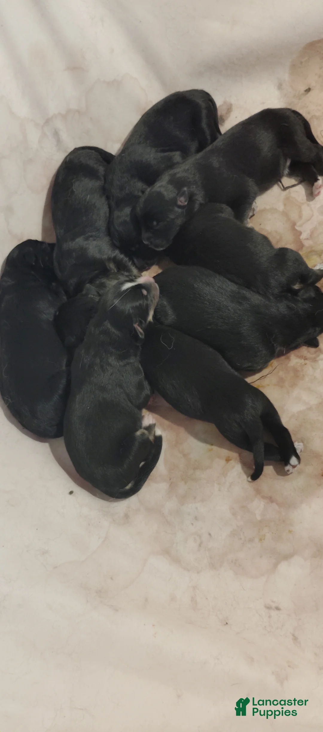 Mixed Breed dogs for sale: Mixed Breed 8 - Ad 1