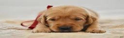 Golden Retriever dogs for sale: Red Collar - Ad 17