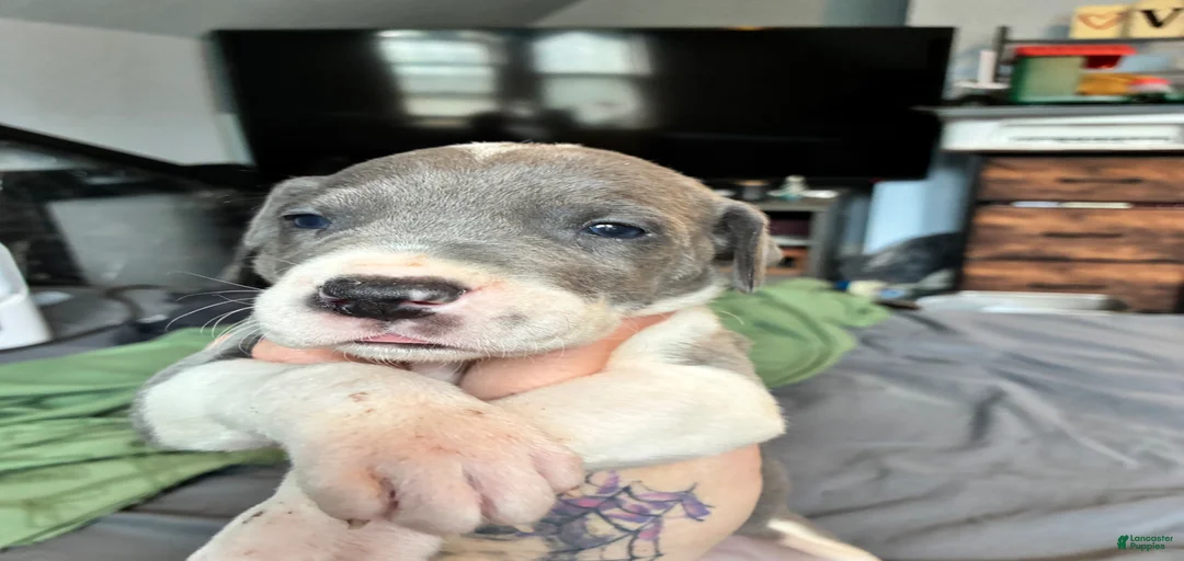 Gallery Image {{count}}