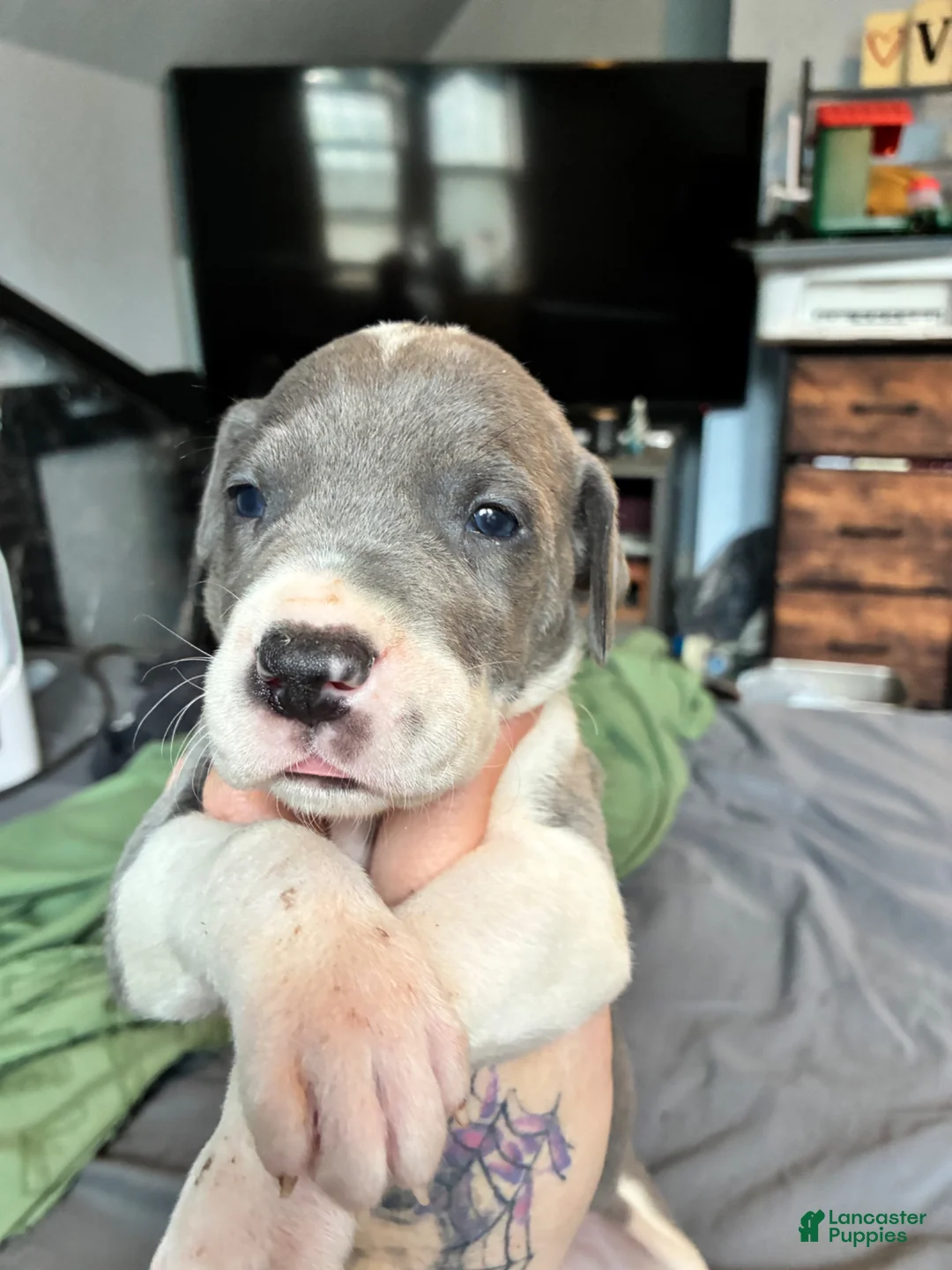 Gallery Image {{count}}