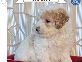 Cavapoo dogs Avery - Ad 2