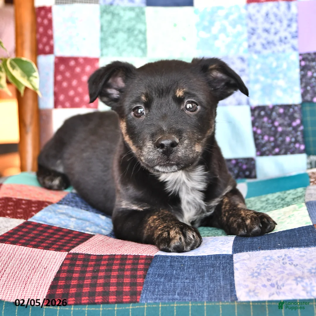 Mixed Breed dogs for sale: Frisky - Ad 2