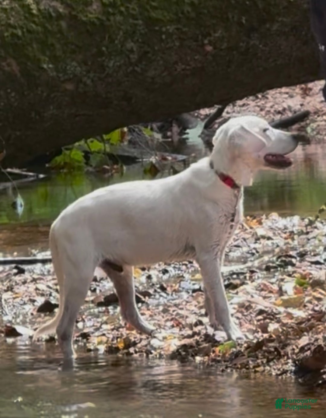 Labrador Retriever dogs for sale: Labrador Retriever Jack - Ad 4