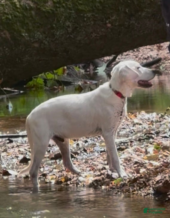 Labrador Retriever dogs for sale: Labrador Retriever Jack - Ad 4
