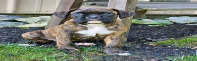 Ranger