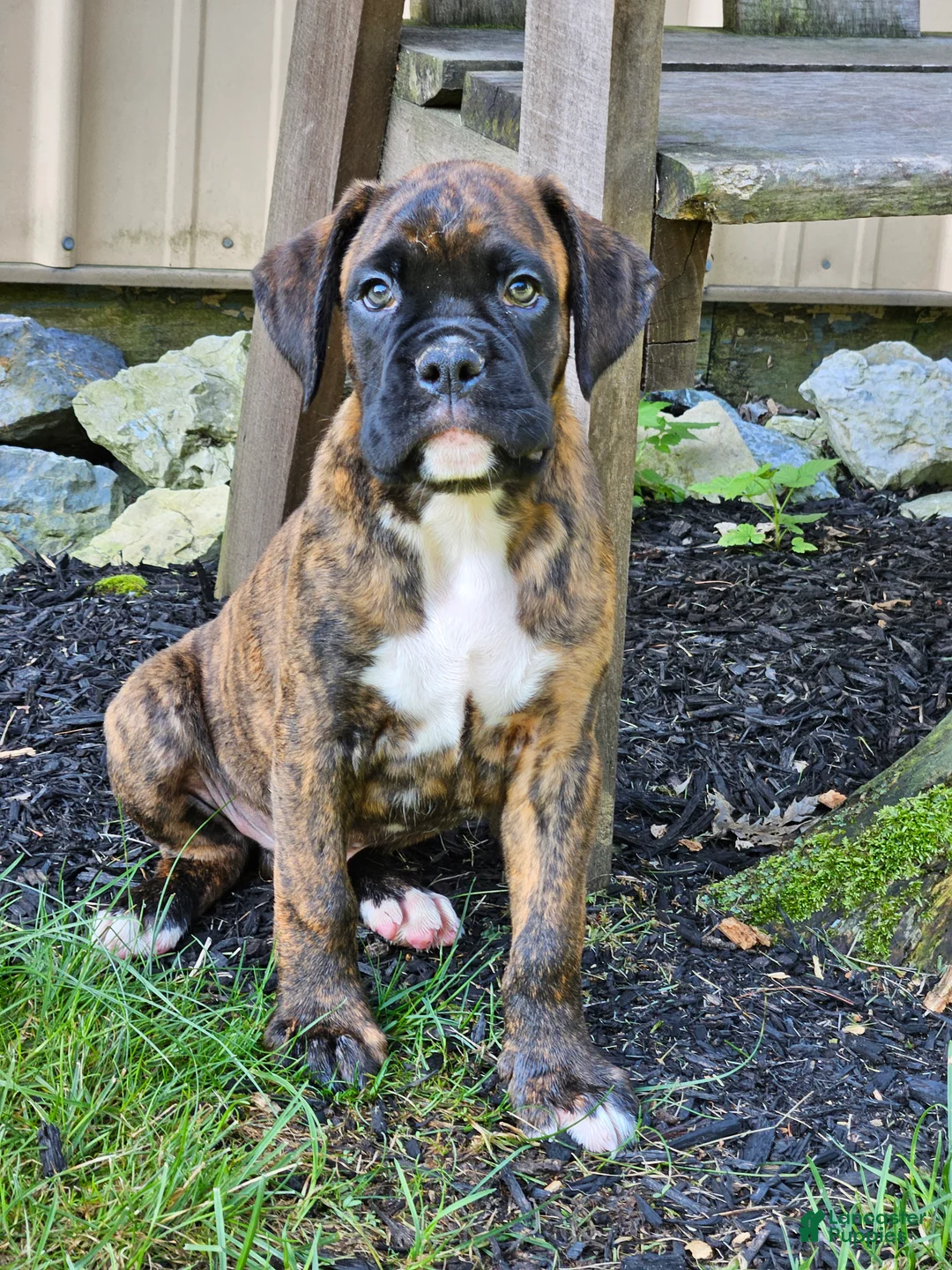 Boxer dogs for sale: Ranger - Ad 1