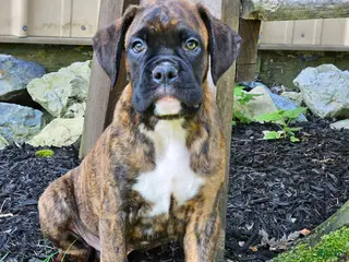 Boxer dogs Ranger - Ad 8