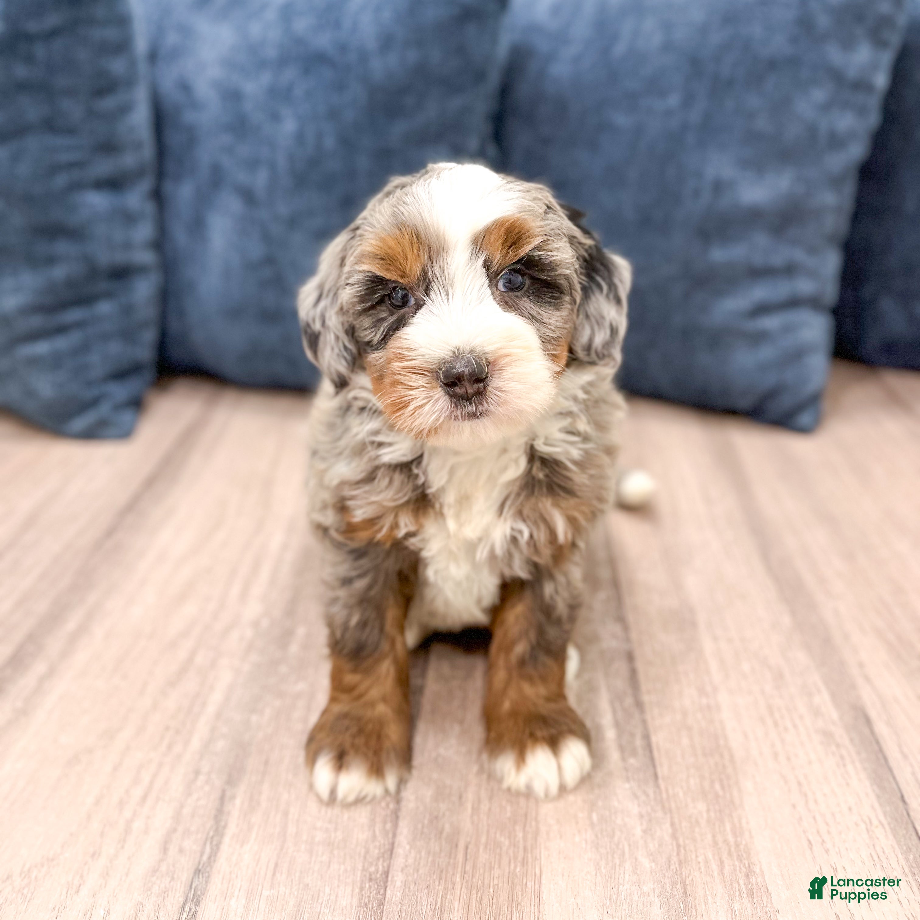 Mini Bernedoodle dogs Jasper - Ad 1