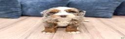 Mini Bernedoodle dogs for sale: Jasper - Ad 1