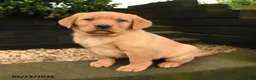 Labrador Retriever dogs for sale: Peaches - Ad 4