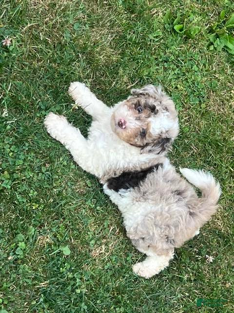 Aussiedoodle dogs Macaron Mini Aussiedoodle  - Ad 2