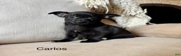 Chihuahua dogs for sale: Carlos - Ad 5