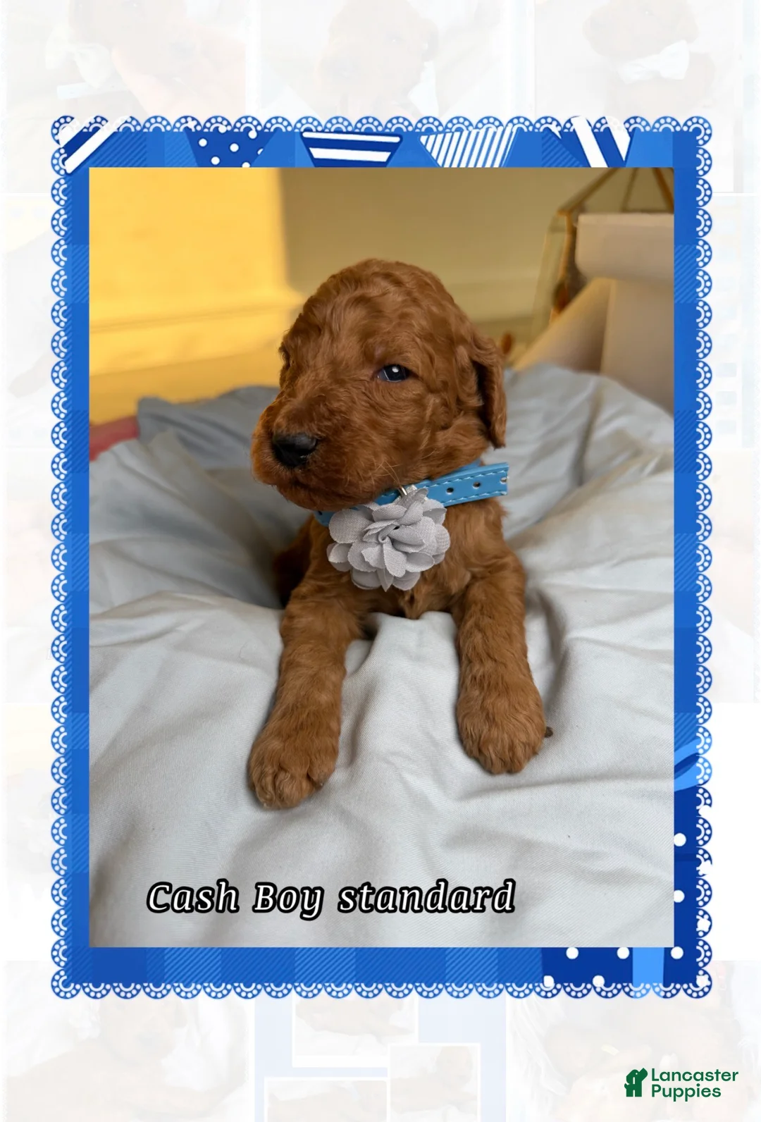 Standard Poodle dogs for sale: Cash - Ad 2