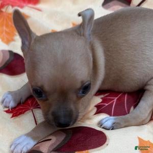 Chihuahua dogs Megan - Ad 7