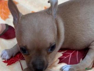 Chihuahua dogs Megan - Ad 10