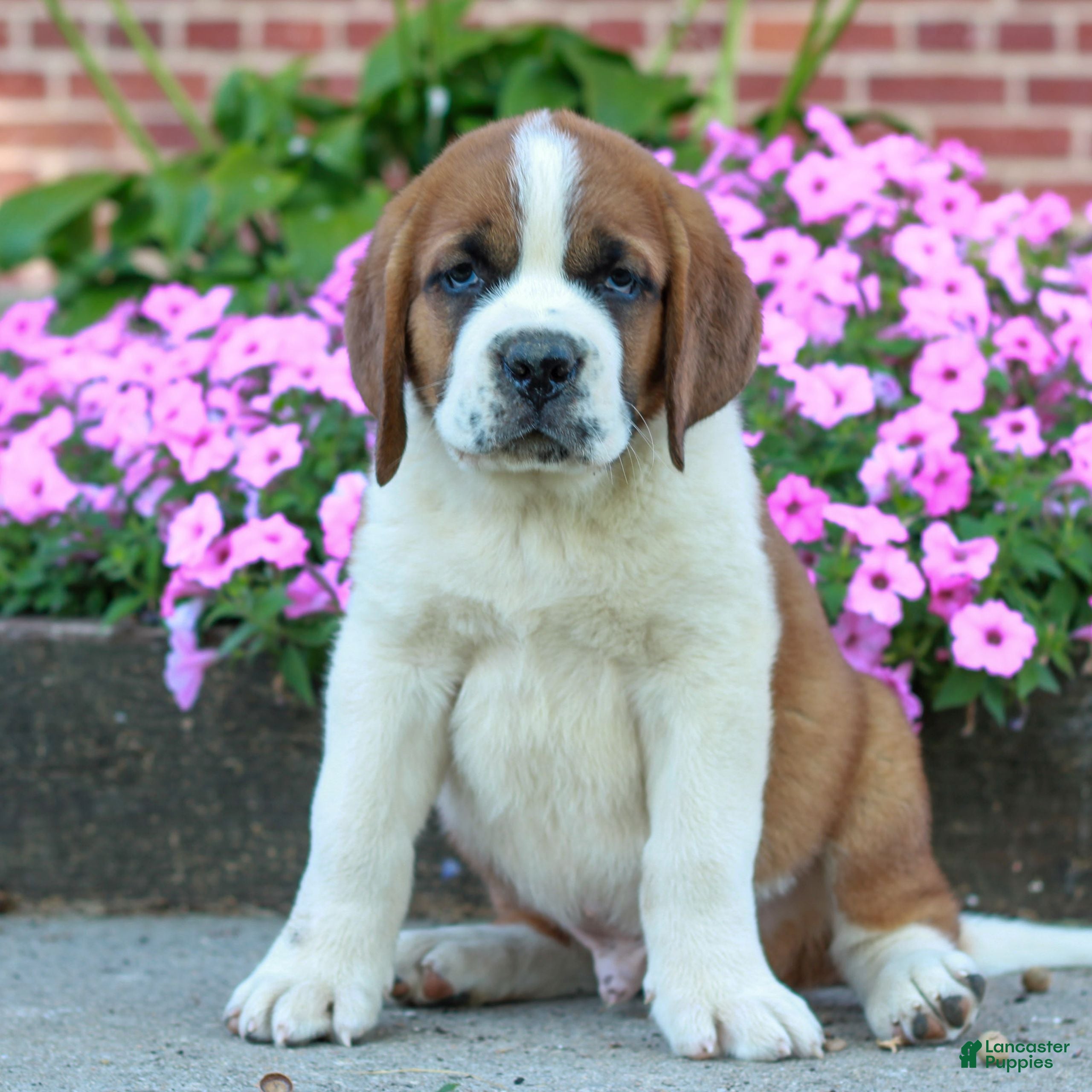 Saint Bernard dogs Ellis  - Ad 2