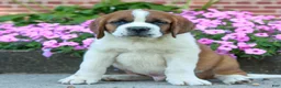 Saint Bernard dogs for sale: Ellis  - Ad 2