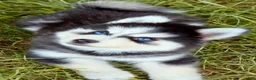 Pomsky dogs for sale: Ranger - Ad 5