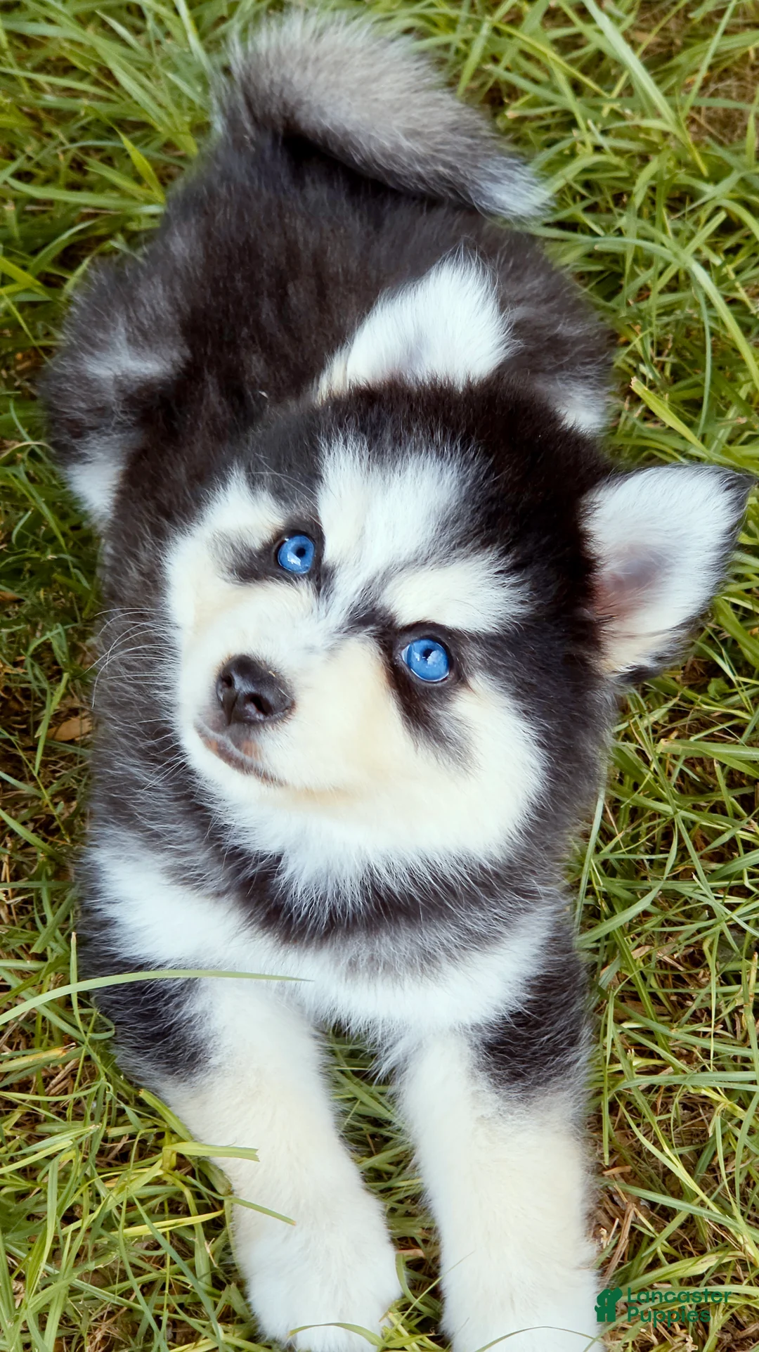 Pomsky dogs for sale: Ranger - Ad 5