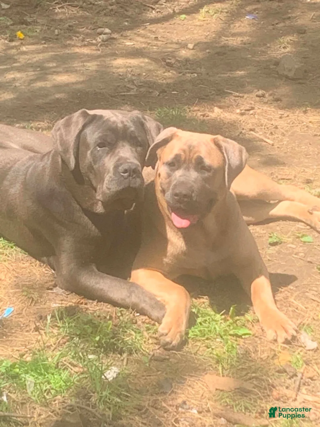 Cane Corso dogs for sale: Cane Corso 1 - Ad 6