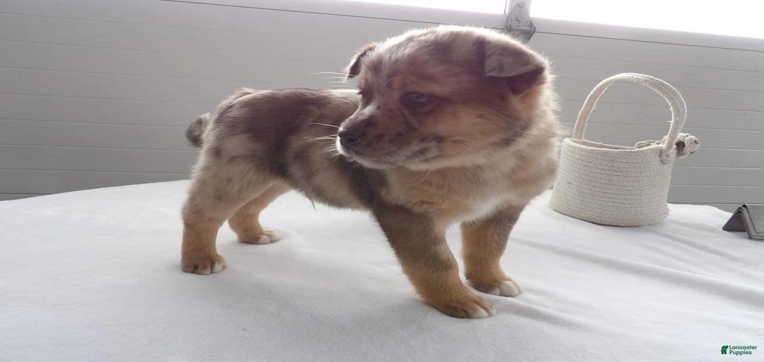 Gallery Image {{count}}