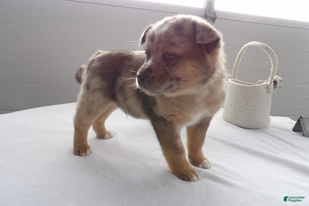 Gallery Image {{count}}