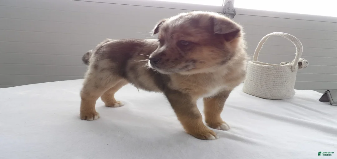 Gallery Image {{count}}