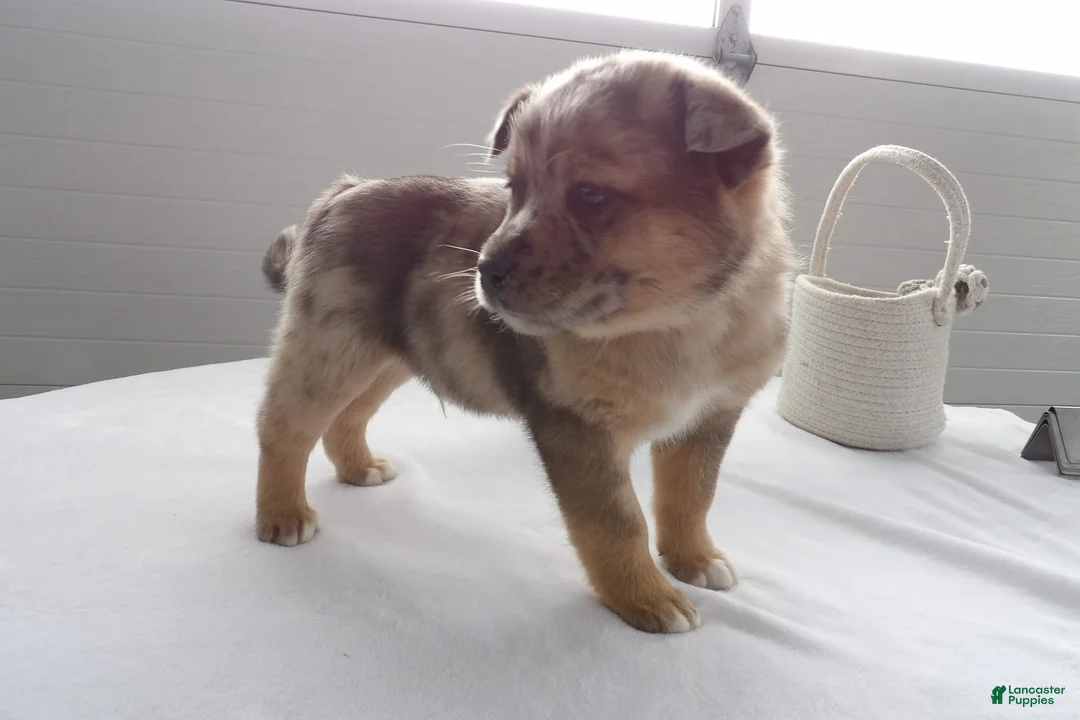 Gallery Image {{count}}